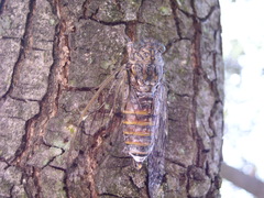 Cicada