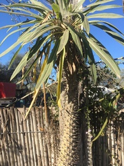 Pachypodium lamerei