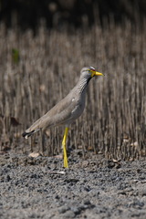 Vanellus senegallus