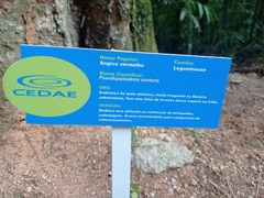 Pseudopiptadenia contorta