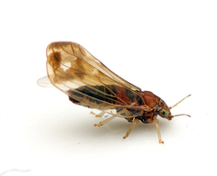 Anoeconeossa