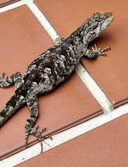 Urostrophus vautieri