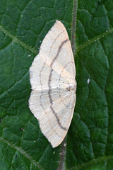 Cyclophora linearia