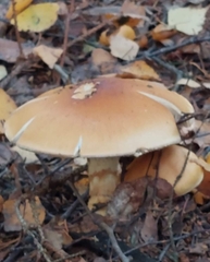 Cortinarius triumphans