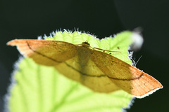Cyclophora linearia