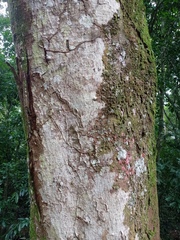 Pseudopiptadenia contorta