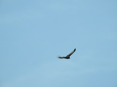 Cathartes aura
