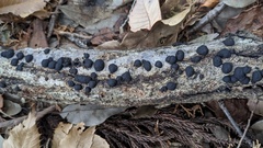 Annulohypoxylon truncatum