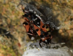 Horvathiolus guttatus