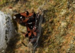 Horvathiolus guttatus