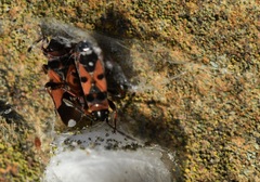 Horvathiolus guttatus