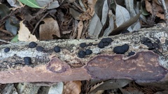 Annulohypoxylon truncatum