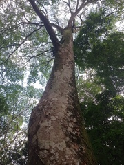 Pseudopiptadenia contorta