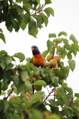 Trichoglossus moluccanus