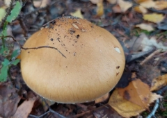 Cortinarius triumphans
