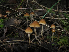 Hypholoma marginatum