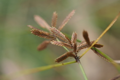 Cyperus flavidus
