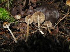 Hypholoma marginatum