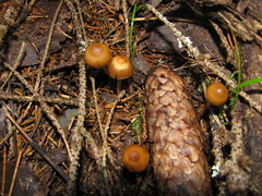 Hypholoma marginatum