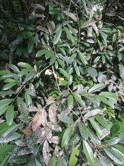 Sorocea guilleminiana
