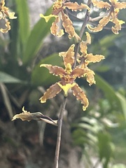 Oncidium altissimum