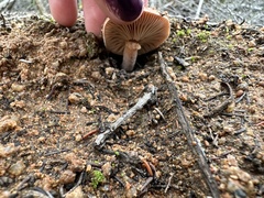 Lactarius rufulus
