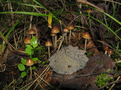 Hypholoma marginatum