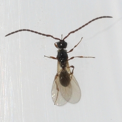 Diapriinae