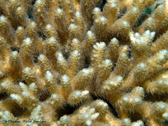 Acropora millepora