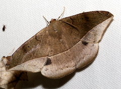 Oxydia peosinata