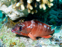 Epinephelus fasciatus