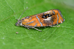 Olethreutes arcuella
