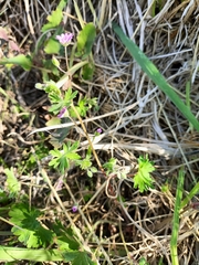Geranium pusillum