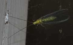 Italochrysa insignis