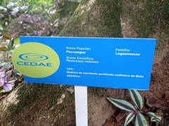 Pterocarpus violaceus