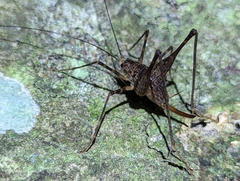 Macropathini