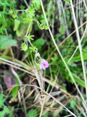 Geranium pusillum