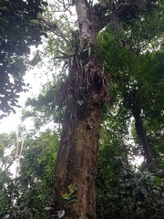 Pterocarpus violaceus