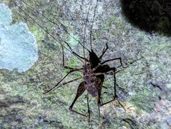 Macropathini