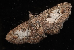 Pasiphilodes testulata