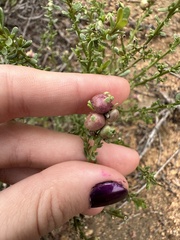 Rhopalomyia californica