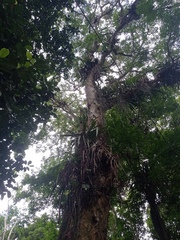 Pterocarpus violaceus