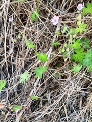 Geranium pusillum