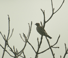 Cotinga amabilis image