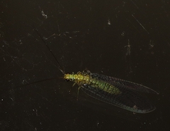 Italochrysa insignis