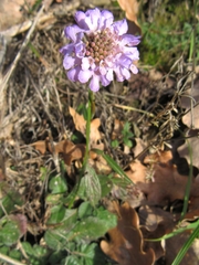 Scabiosa columbaria