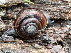 Helminthoglypta dupetithouarsi