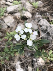 Clausia agideliensis