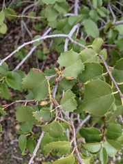 Prunus ilicifolia