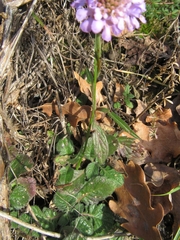 Scabiosa columbaria